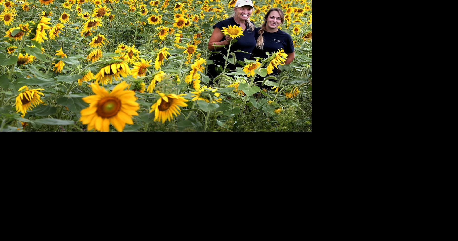 Celebrating sunflowers Winchester Star