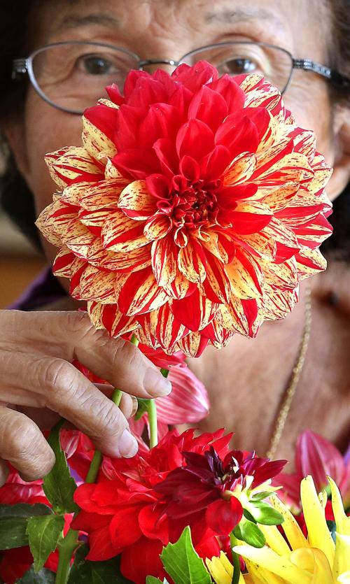 Delightful dahlias