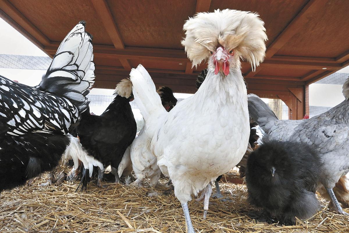 Backyard chickens trend is coming home to roost | Clarke ...