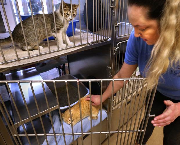 Frederick County's animal shelter is crowded Winchester Star