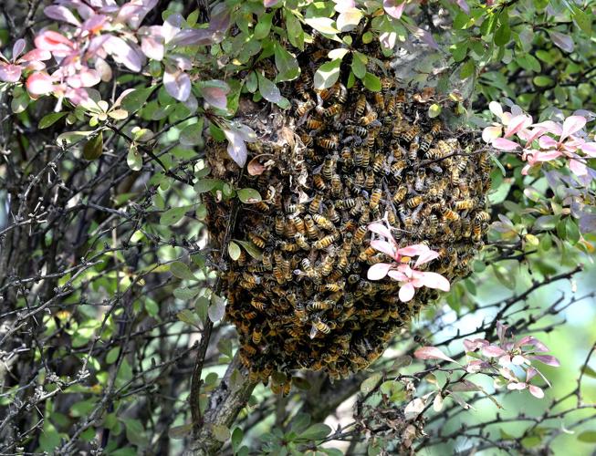 Western Maryland Apiaries - Frederick Backyard Beekeepers Association