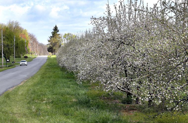 Apple blossoms bloom right on time Winchester Star