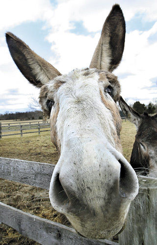 Rarest Donkey Rare donkeys buck stubborn reputation | News | winchesterstar.com