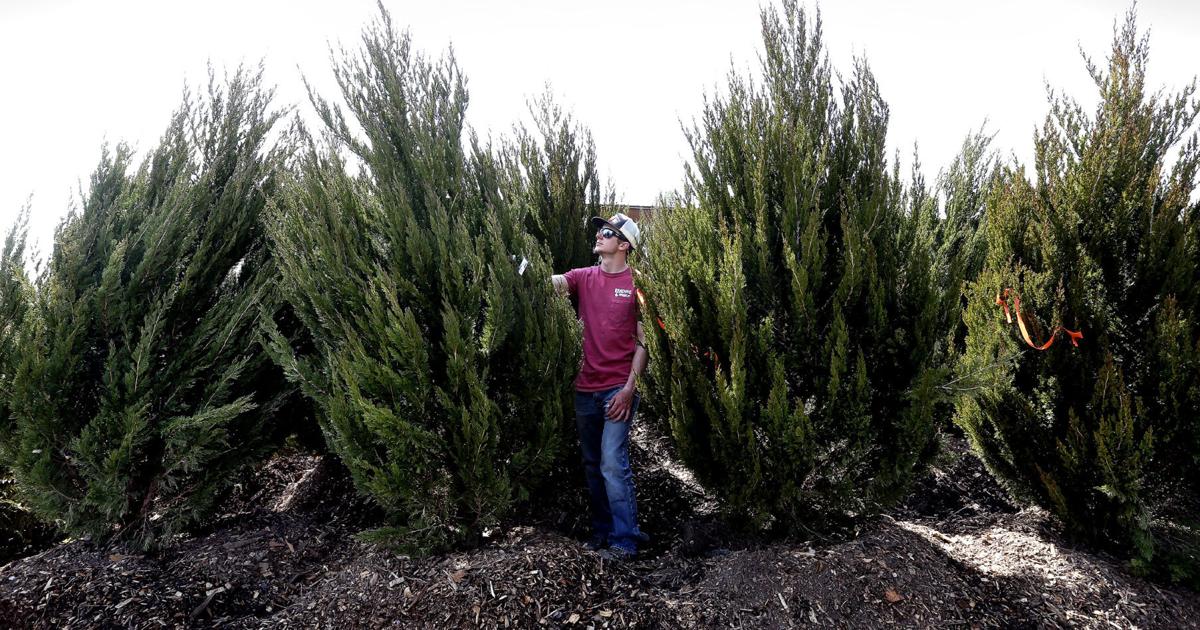 Landscapers: Plan ahead for privacy around the yard | Winchester Star