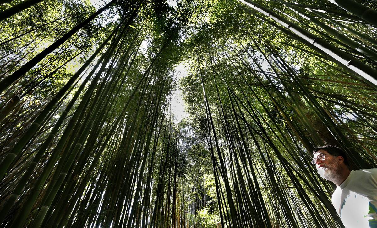 Msv Gardens Reopen To Visitors Winchester Star Winchesterstar Com