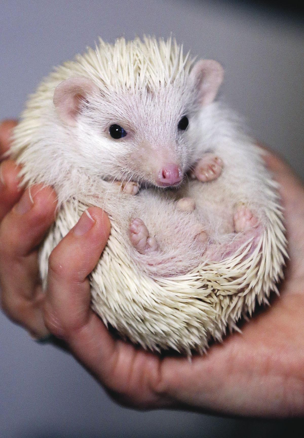 Hedgehog breeder's pets cute, but not fluffy News