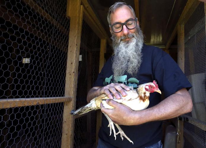 Birds From Cockfighting Ring Find Sanctuary At Local Farm Winchester Star 