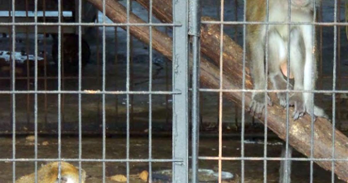 Wilson's Wild Animal Park owner, nephew plead no contest to animal cruelty; can't own exotic animals for 5 years | Winchester Star Wilson's Wild Animal Park owner, nephew plead no contest to animal cruelty; can't own exotic animals for 5 years | Winchester Star