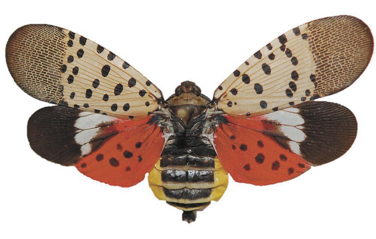 Plant hopping insect a threat to orchards woods Clarke County