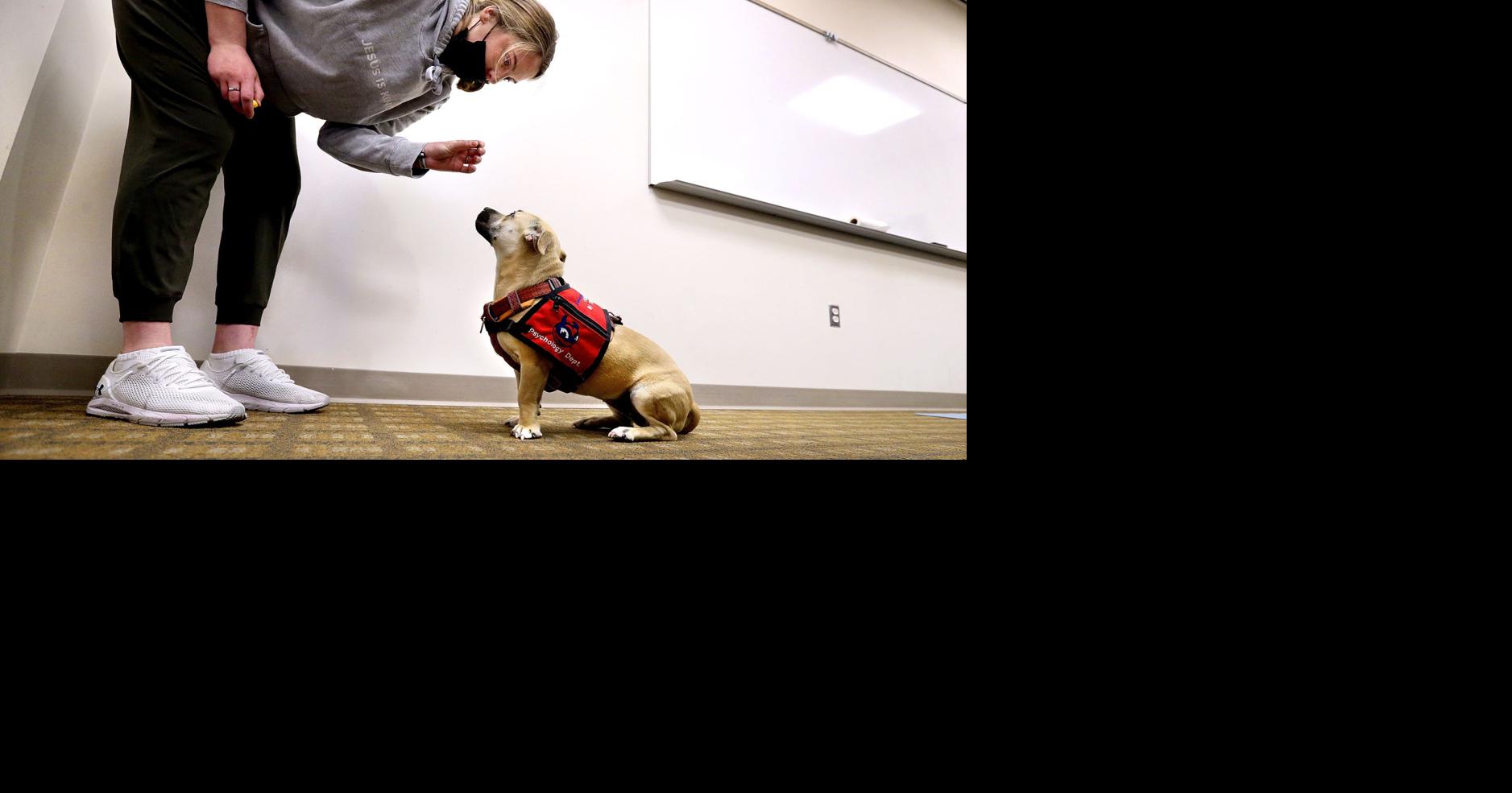 SU lets the pet dogs out for innovative psychology class | Winchester Star