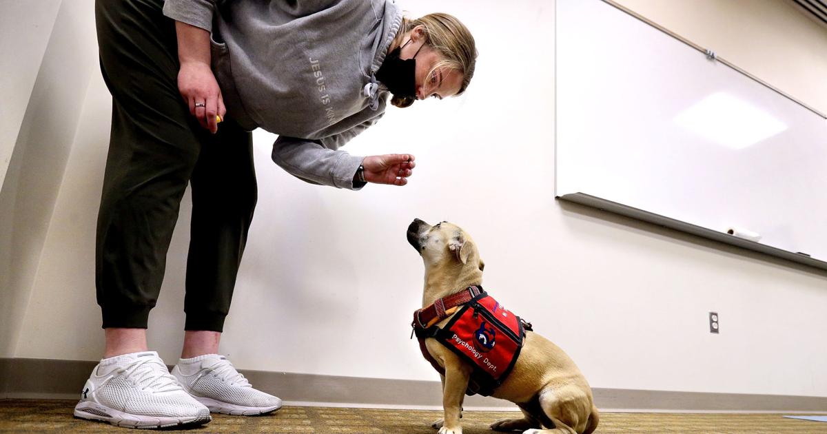 SU lets the pet dogs out for innovative psychology class | Winchester Star SU lets the pet dogs out for innovative psychology class | Winchester Star