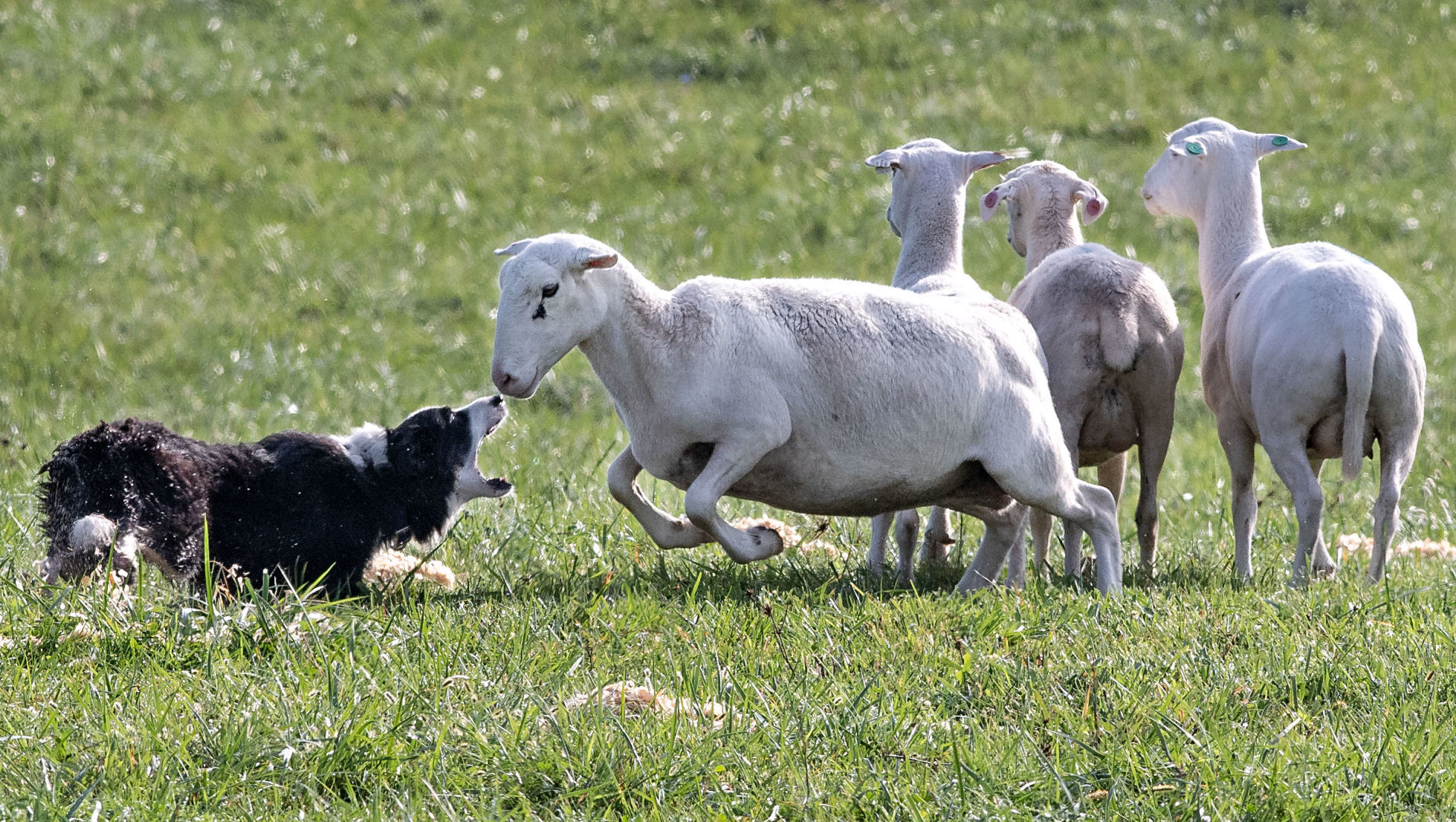 Dog best sale herding sheep