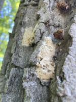 Spongy moth pix