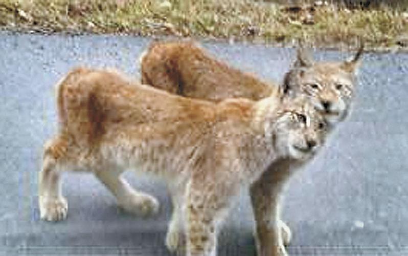Wilson's Wild Animal Park missing lynx found News