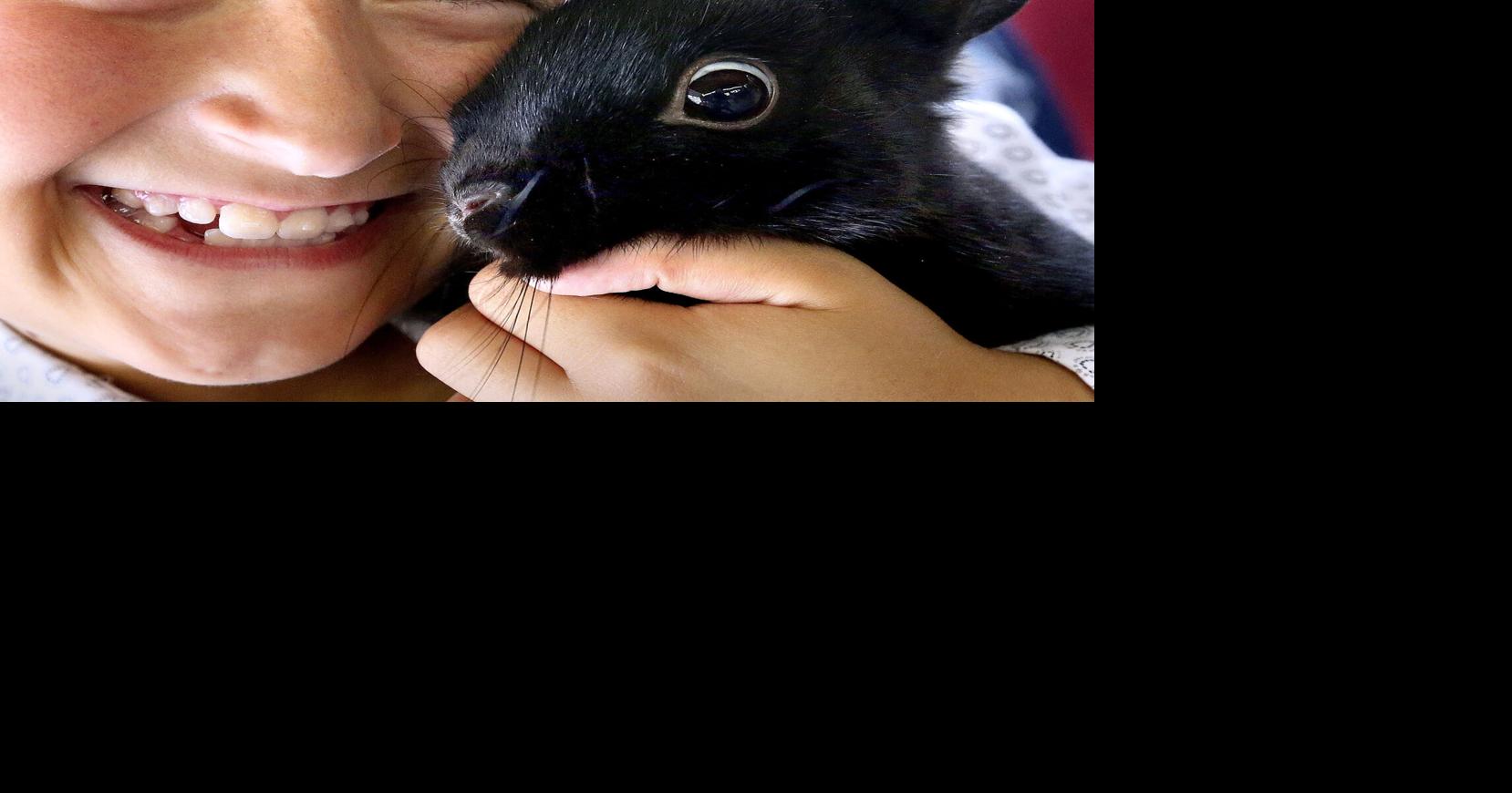 Big hop in number of rabbits being exhibited at fair Winchester Star