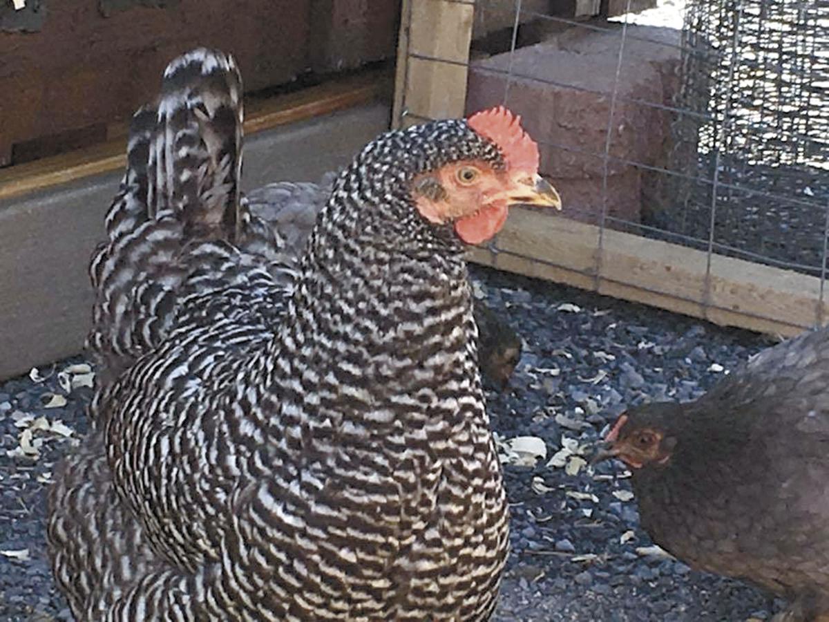 County Considers Backyard Chickens In Residential Areas News