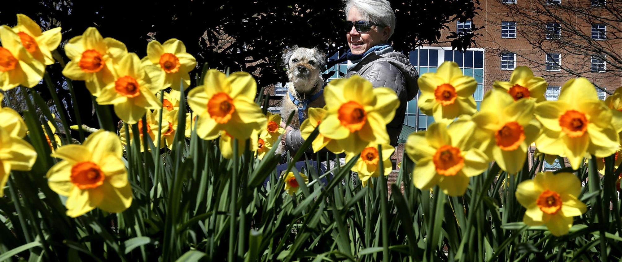 Daffodil dog Winchester Star