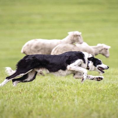 Dog Handler Become One At Sheepdog Finals Weekend