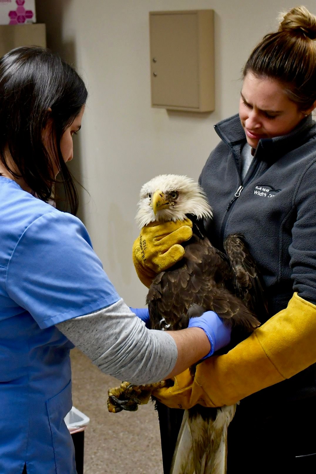 Learn What It Takes To Become A Wildlife Rehabilitator | Winchester ...