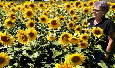 Sunflower crop shines