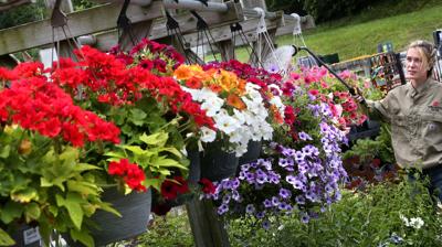 Petunia Hydration