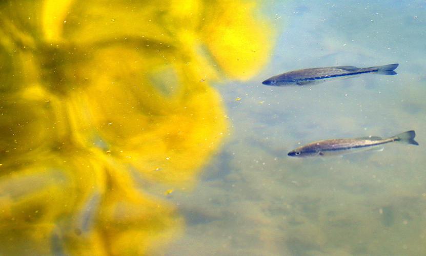 Winchester's Wilkins Lake marks its 35th anniversary Winchester Star