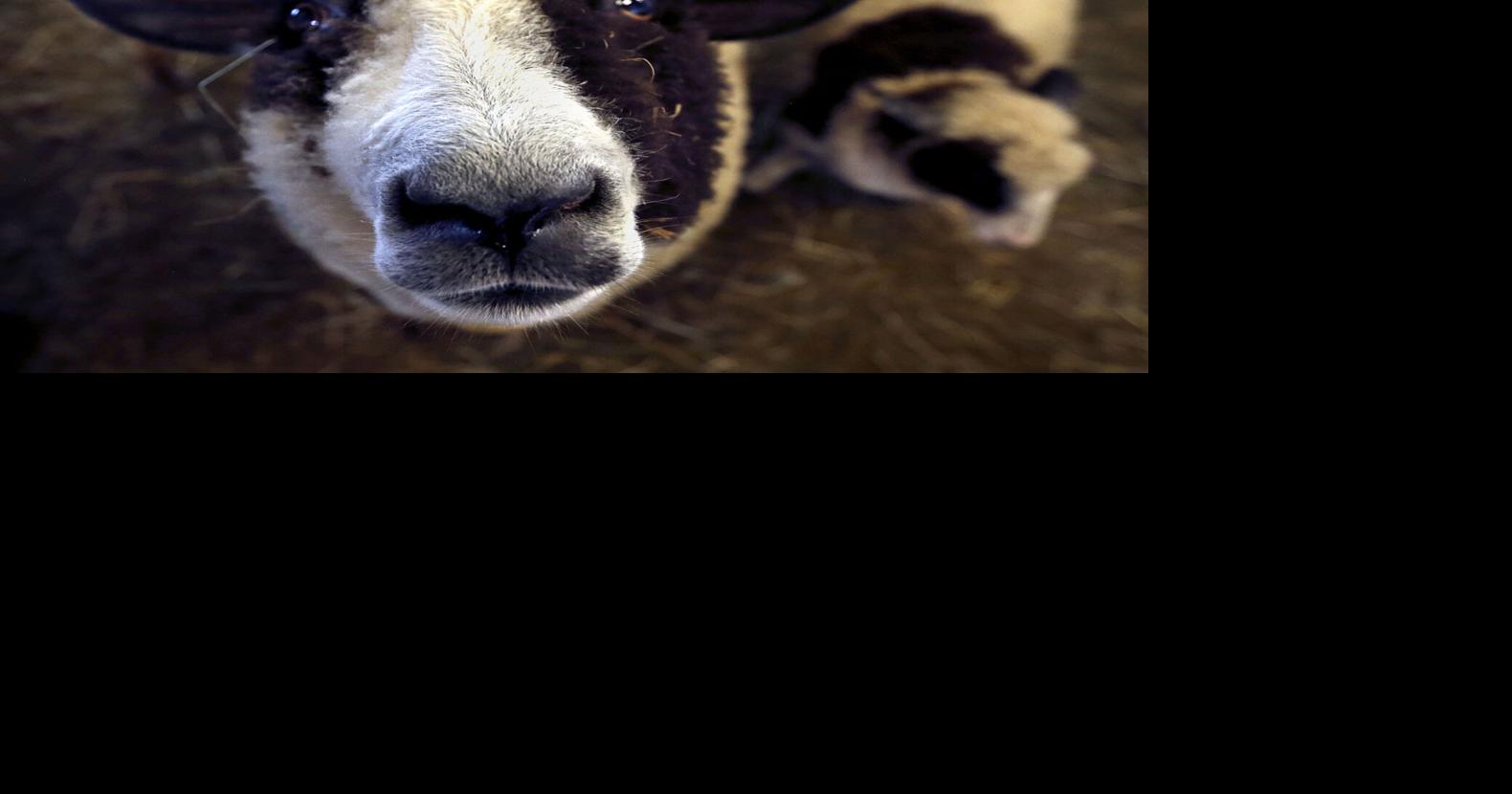 Seeing spots in the shadows of skyscrapers Frederick County sheep join