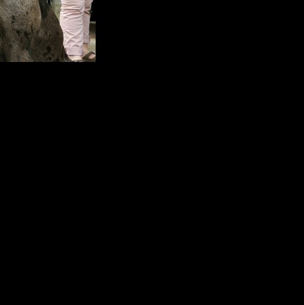 Winchester Dog Tags Go On Sale Today Winchester Star Winchesterstar Com