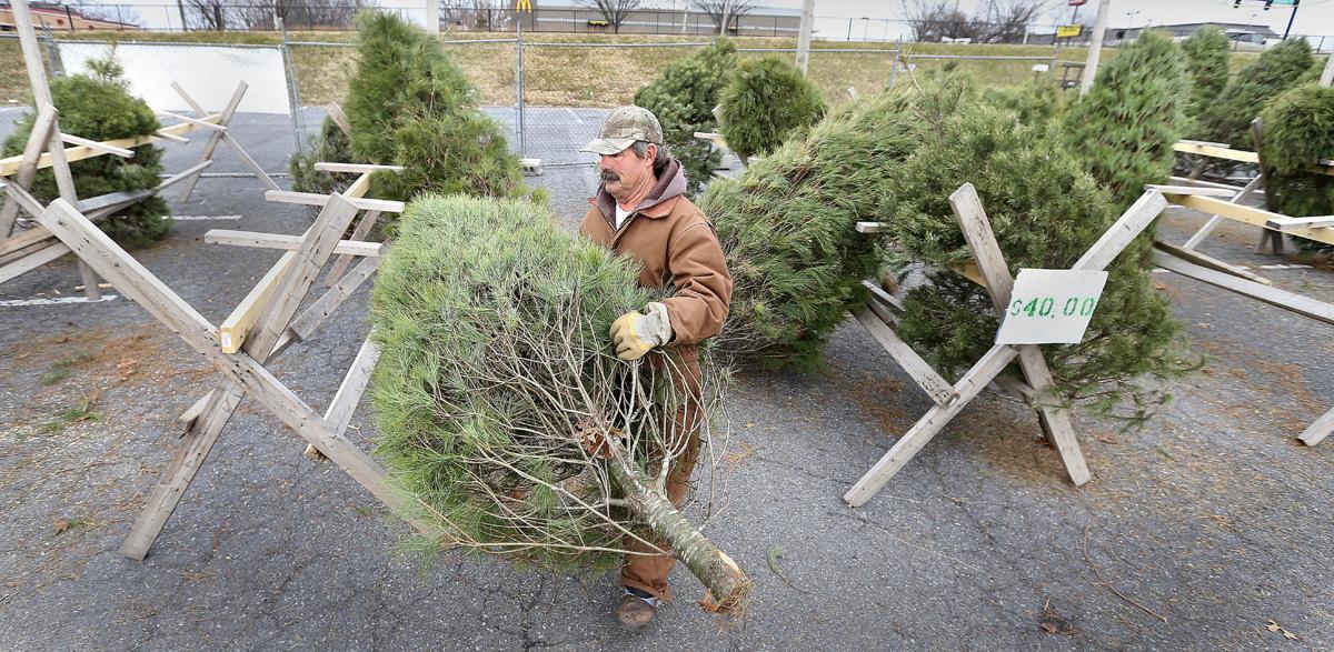 Christmas Tree Sales Steady Despite Challenges Winchester Star Winchesterstar Com