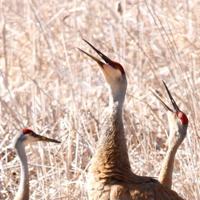 Der Winona Bird Club veranstaltet am 7. September das Programm „Citizen Science“ – Winona Post Der Winona Bird Club veranstaltet am 7. September das Programm „Citizen Science“ – Winona Post