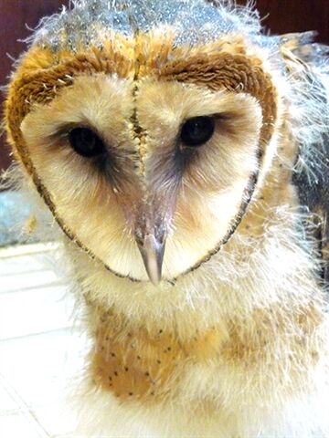 eight week old barn owl