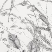 Prairie drawing exhibition opens in Lanesboro Aug. 17 | Arts & Entertainment Prairie drawing exhibition opens in Lanesboro Aug. 17 | Arts & Entertainment