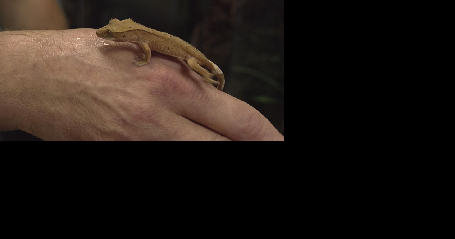 Hodag Fish & Reptile fills void for exotic pet store in Northwoods