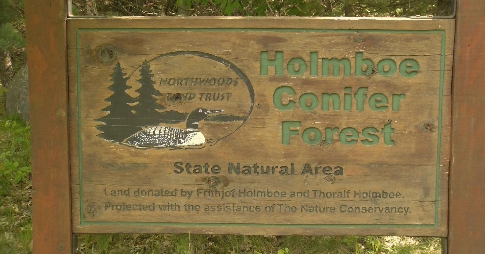 Northwoods Land Trust holds volunteer day to remove invasive plants from Holmboe Conifer Forest - Vimarsana News