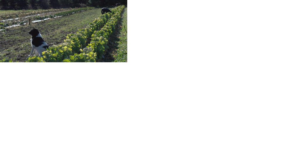 Farm to Table movement growing among communities - Vimarsana News