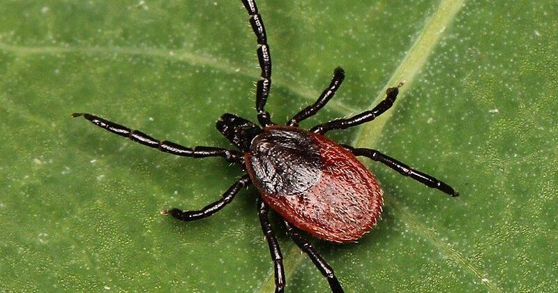 Marshfield Clinic asks you to save ticks and send them to the Research Institute - Vimarsana News