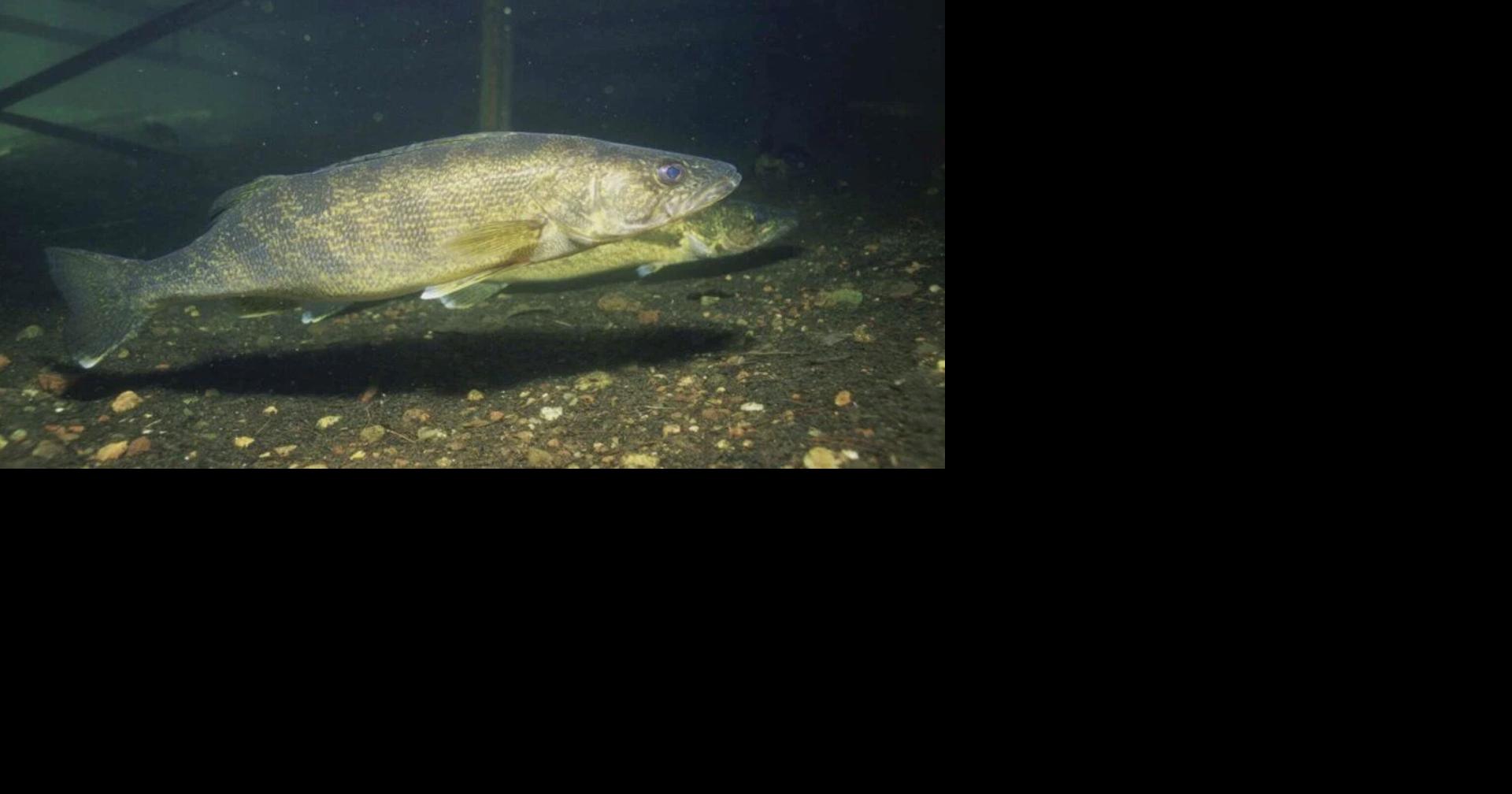 Wisconsin sues Lac du Flambeau over fishing restrictions on 19 lakes