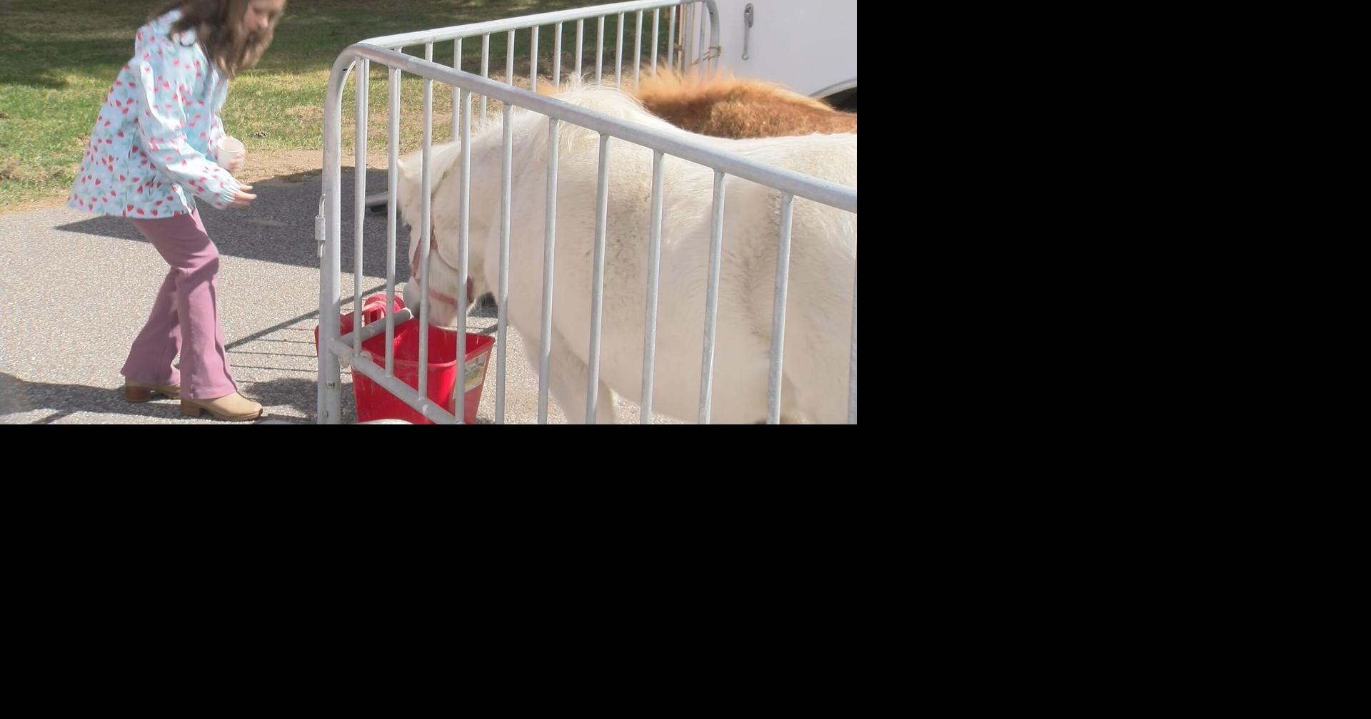 Wild Hearts Farm hosts fundraiser to continue rescuing Equine