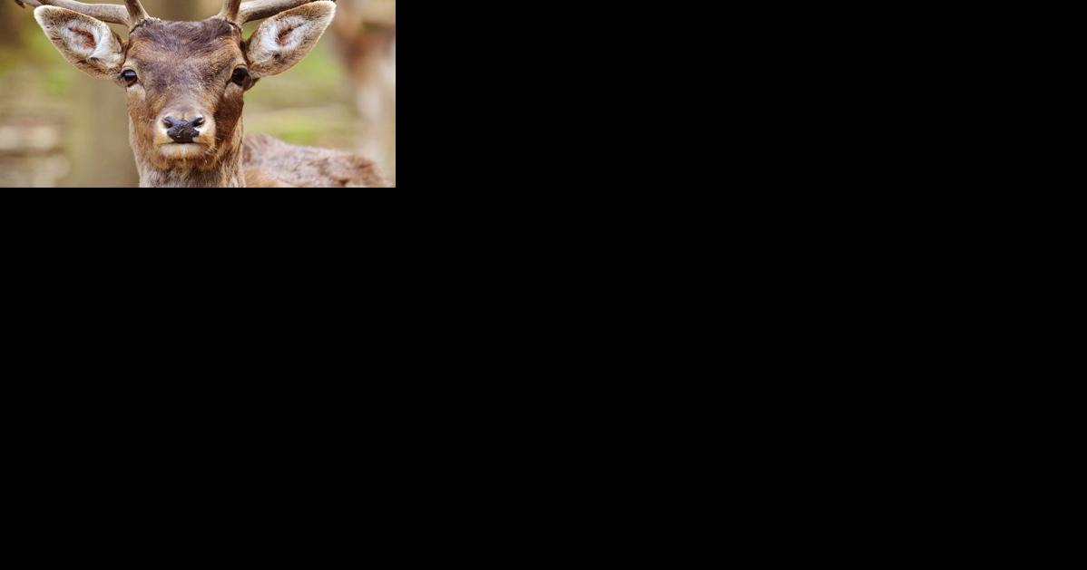 Here's what you need to know about the "Healthy Herd, Healthy Hunt" bill package | News - Vimarsana News