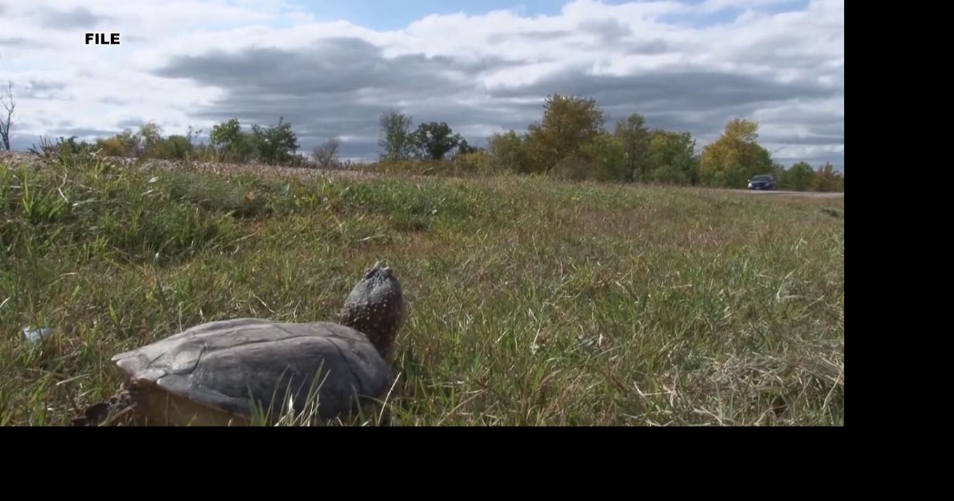 Turtles on the move: Drive safely in turtle nesting areas this time of ...