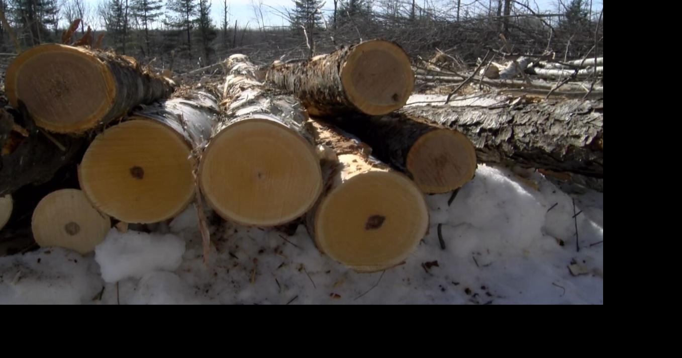 Wisconsin's forests first initiative developing strategic plan road map for forest conservation and health