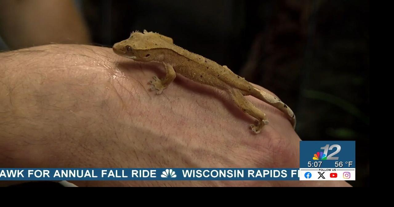 Hodag Fish & Reptile fills void for exotic pet store in Northwoods
