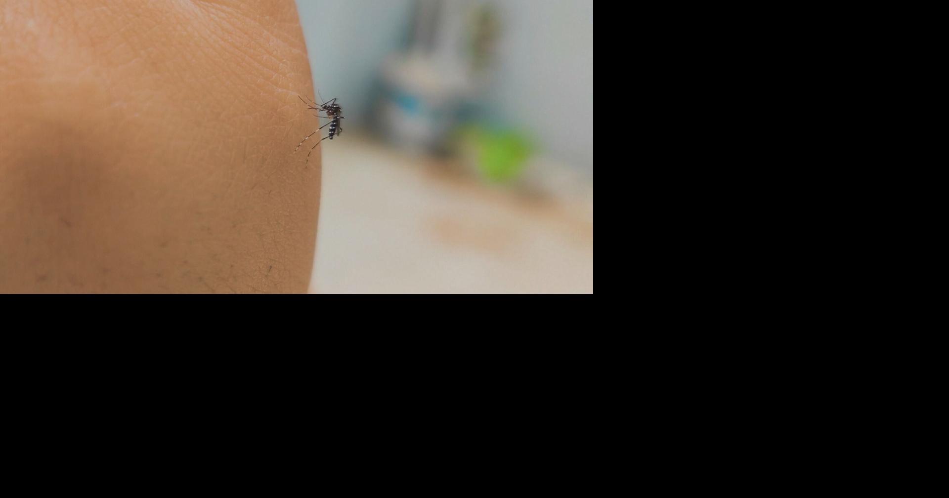 Experts concerned over harmful effects of mosquito spraying on ...