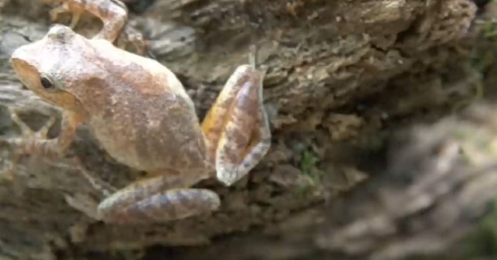 Wisconsin DNR seeking volunteers for annual Frogs and Toads Survey