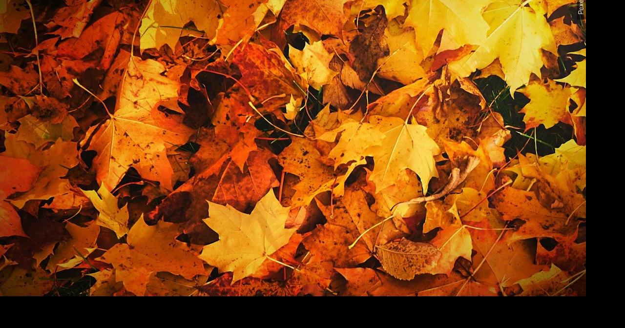 City of Wausau acknowledges delay in leaf collection News
