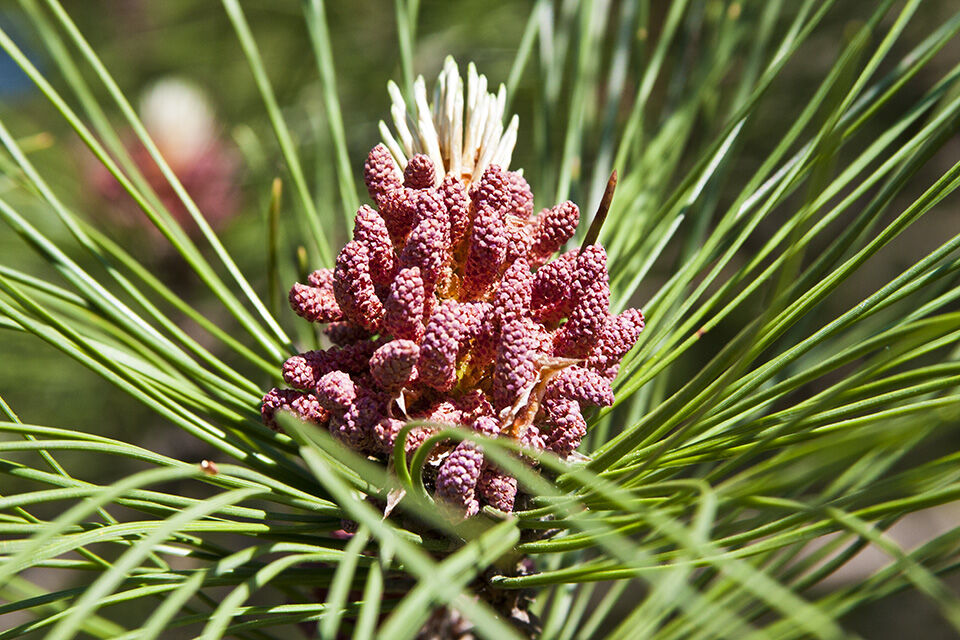 Get paid to pick pine cones: DNR offering $100 per bushel this September 