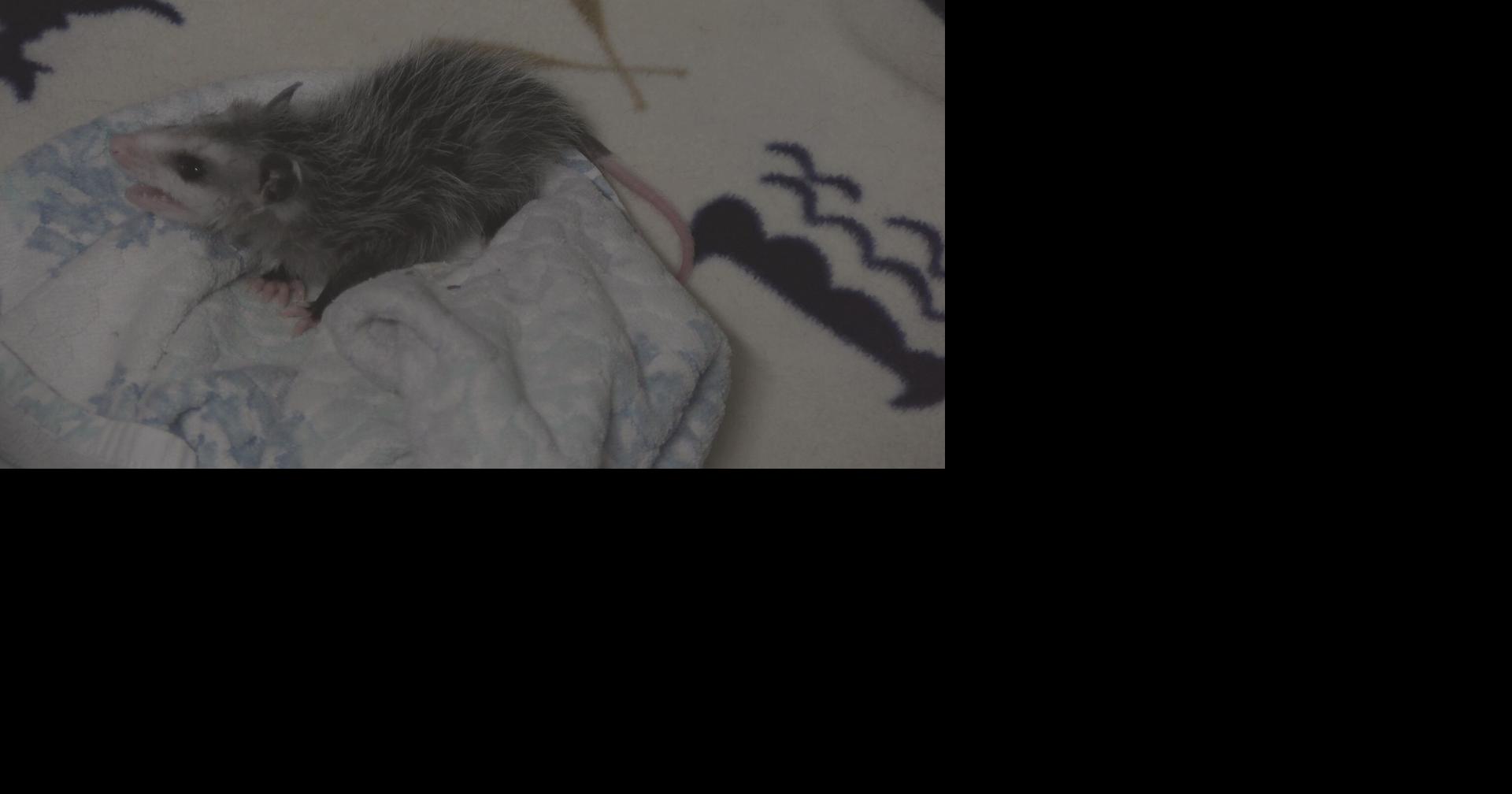 Local wildlife rehabilitator sees uptick in opossums needing care