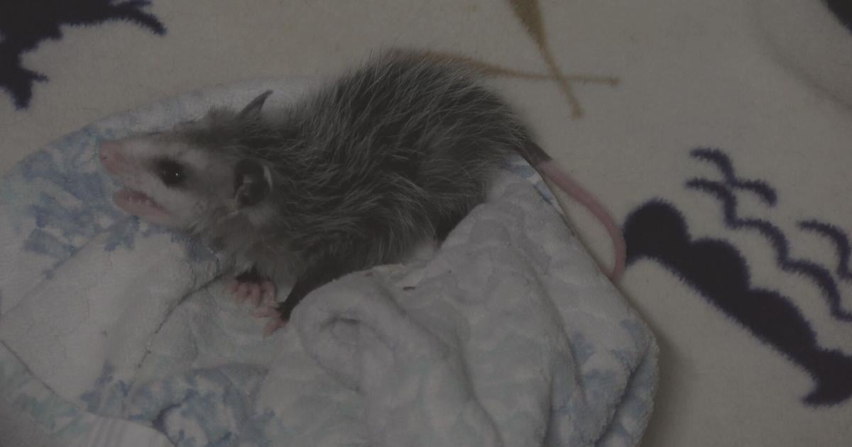 Local wildlife rehabilitator sees uptick in opossums needing care
