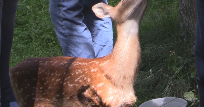 Experts reminding people to not approach lonely fawns - Vimarsana News