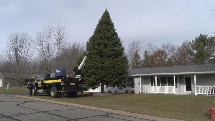 Wisconsin capitol holiday tree cut down in Rhinelander News